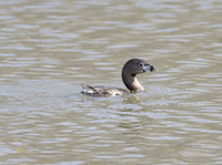 Pied billed Grebe